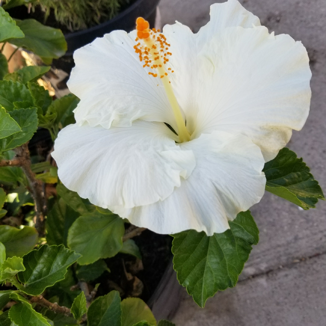 Hibiscus Bridal Veil in the GardenTags plant encyclopedia