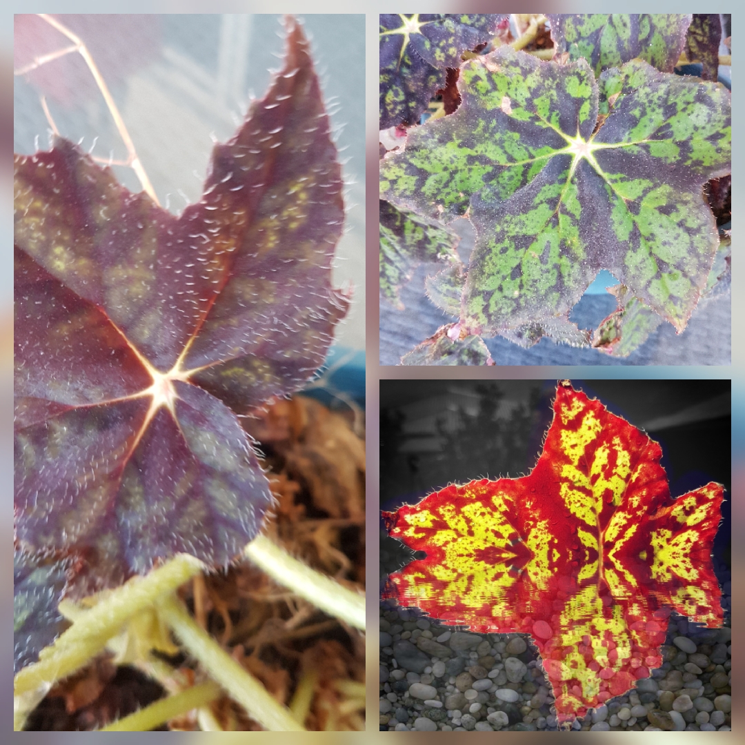 Begonia Forest Beauty in the GardenTags plant encyclopedia