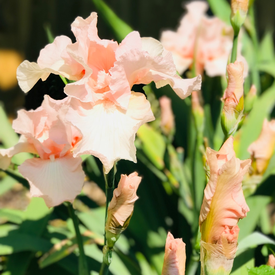 Bearded Iris Beverly Sills (Tall) in the GardenTags plant encyclopedia