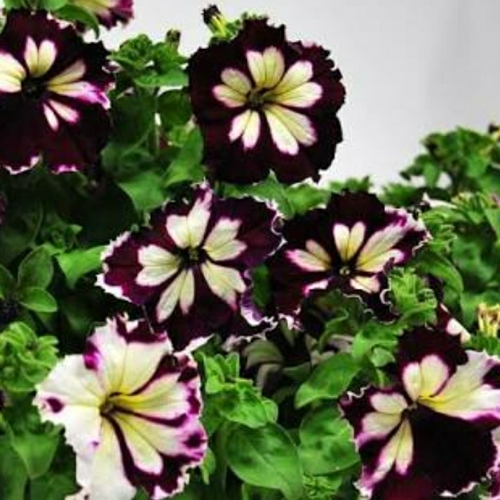 Petunia in the GardenTags plant encyclopedia