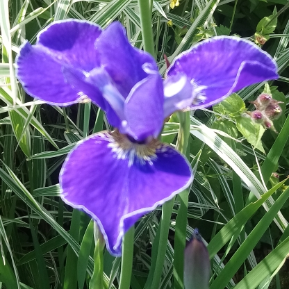 Siberian Iris Silver Edge in the GardenTags plant encyclopedia