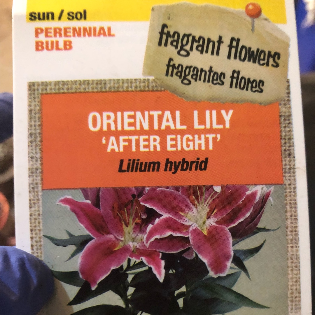 Lily After Eight (Oriental) in the GardenTags plant encyclopedia