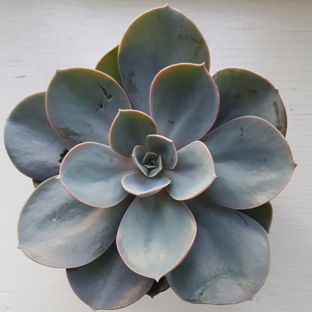 Graptoveria Pistachio in the GardenTags plant encyclopedia