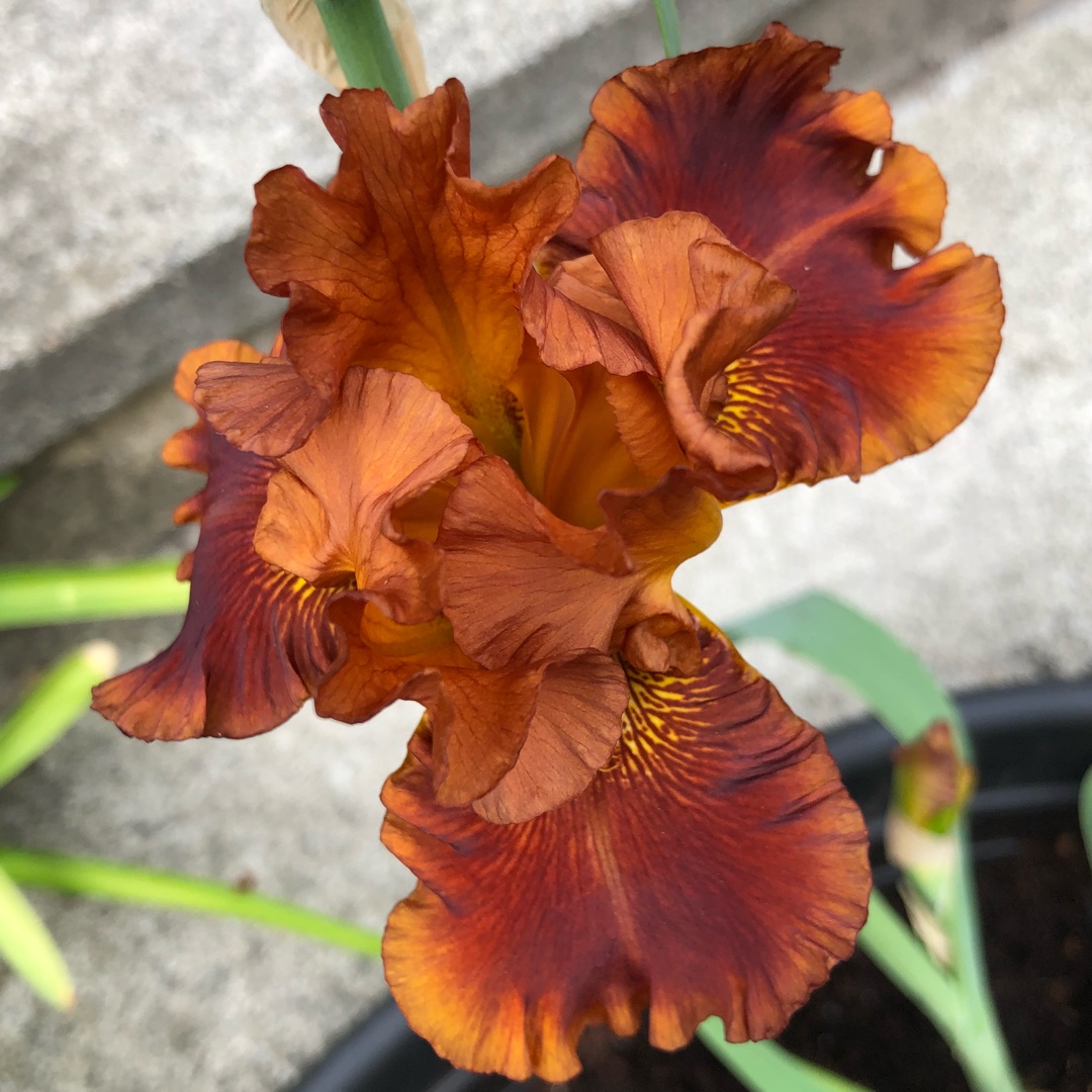 Bearded Iris Carnival Time (Tall) in the GardenTags plant encyclopedia