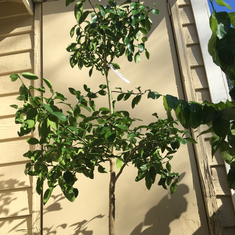 Grapefruit Tree Duncan in the GardenTags plant encyclopedia