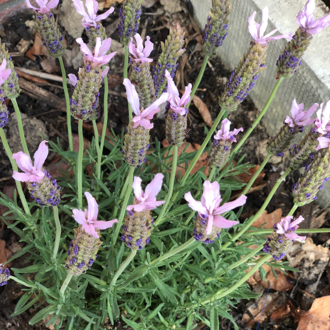 Lavandula pedunculata subsp. lusitanica 'Lusi Pink', French Lavender ...