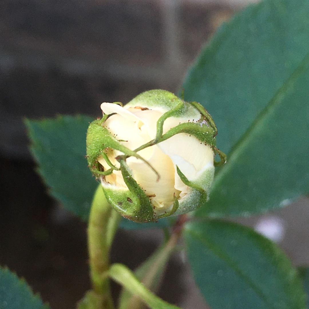 Rose English Miss (Floribunda) in the GardenTags plant encyclopedia