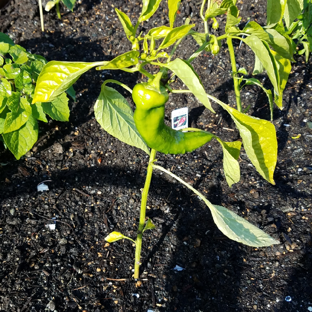 Carmen Sweet Pepper in the GardenTags plant encyclopedia