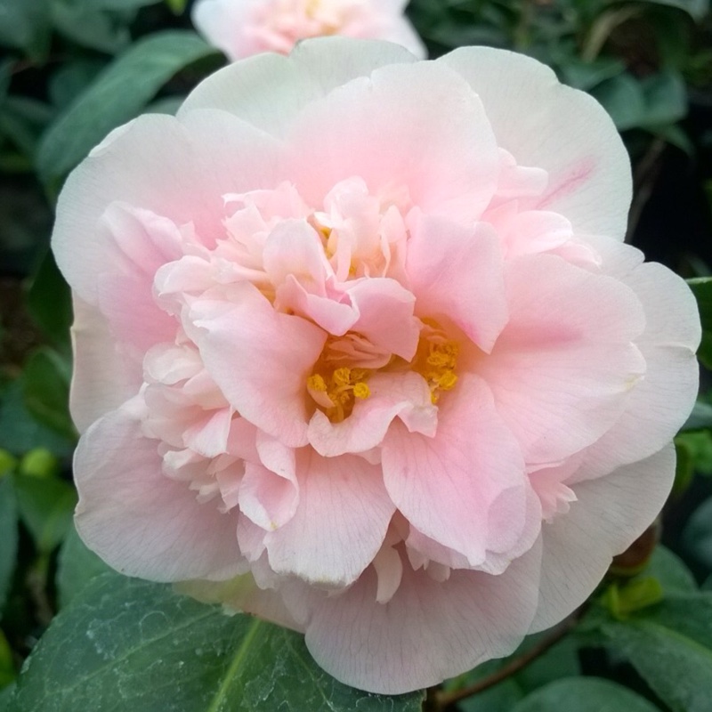 Camellia Cara Mia in the GardenTags plant encyclopedia