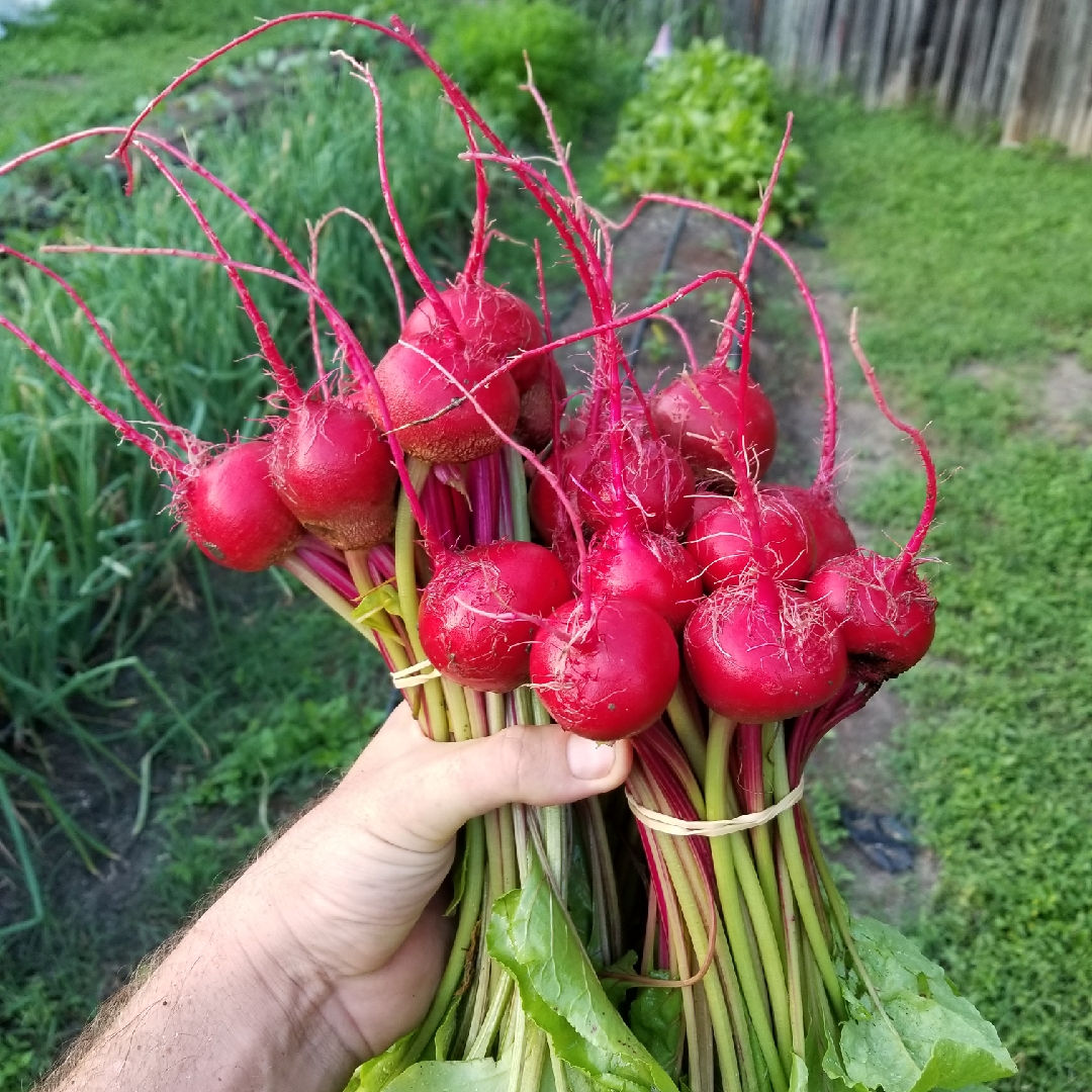 Beetroot Chioggia in the GardenTags plant encyclopedia