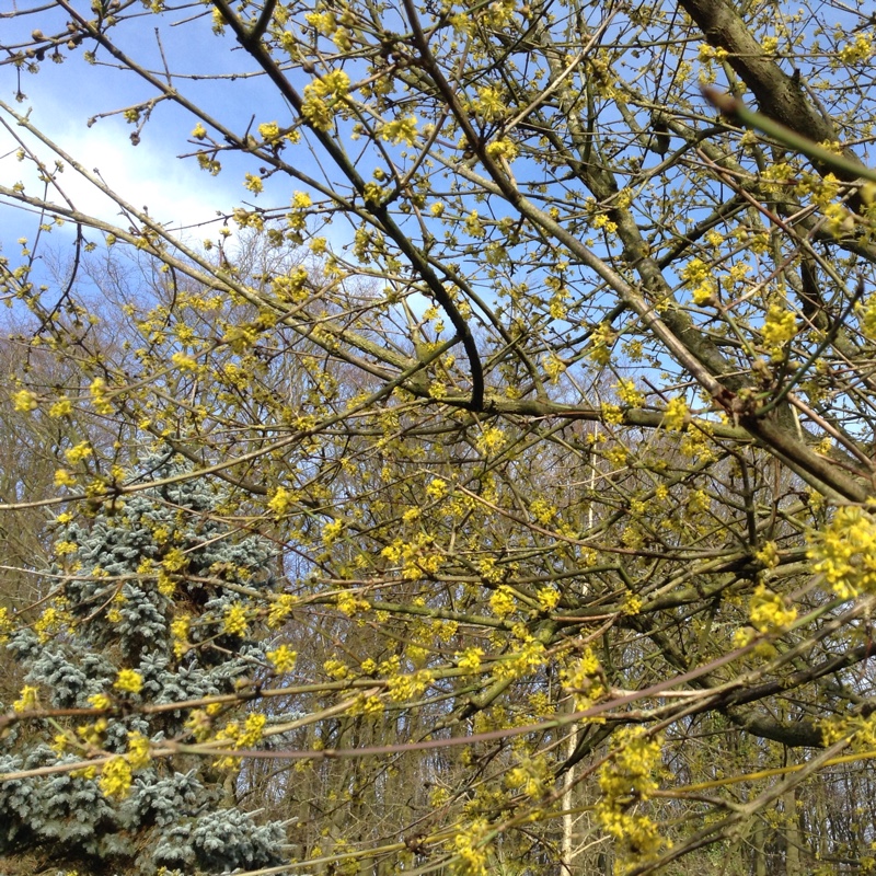 Cornelian Dogwood in the GardenTags plant encyclopedia