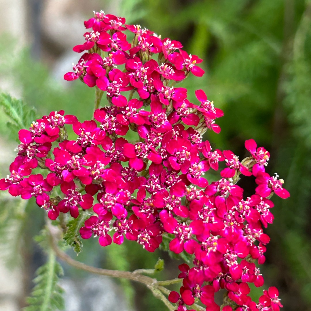 Yarrow Desert Eve Red in the GardenTags plant encyclopedia