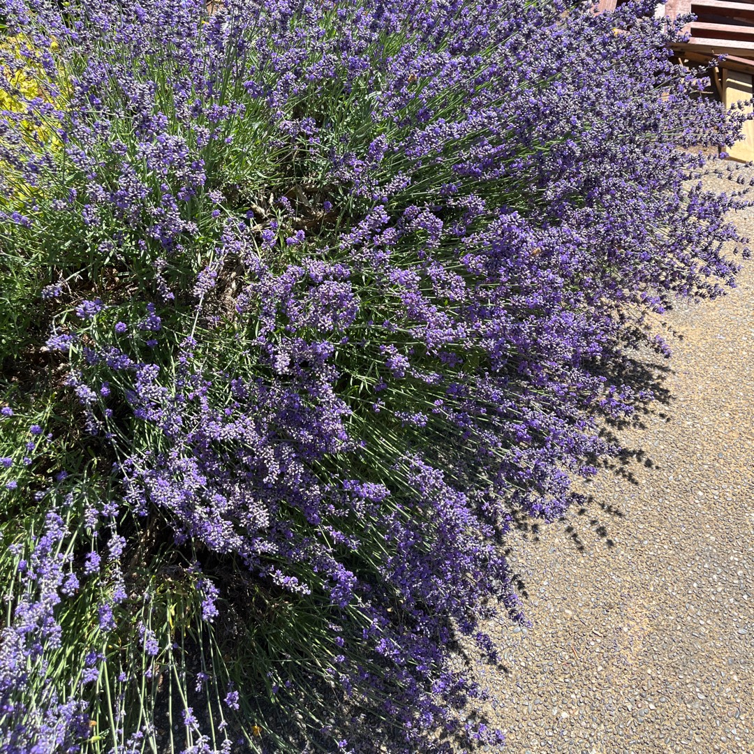 Lavender Big Time Blue in the GardenTags plant encyclopedia