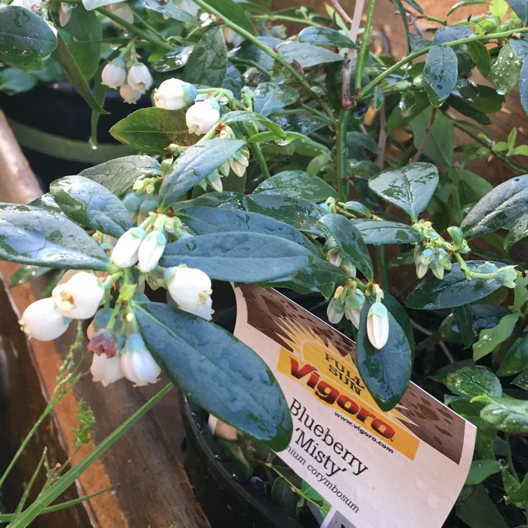 Blueberry Misty in the GardenTags plant encyclopedia