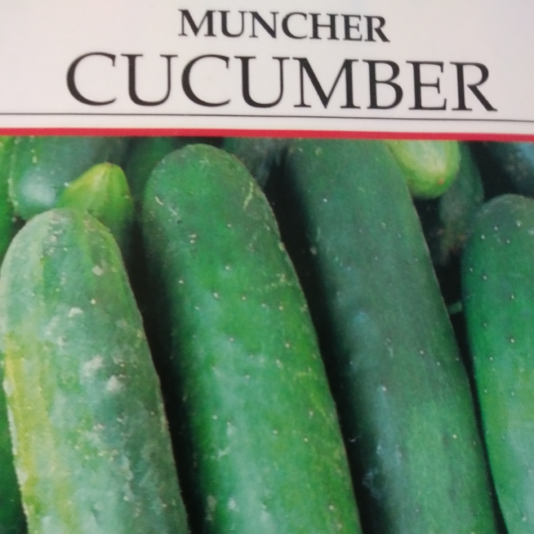 Cucumber Muncher in the GardenTags plant encyclopedia