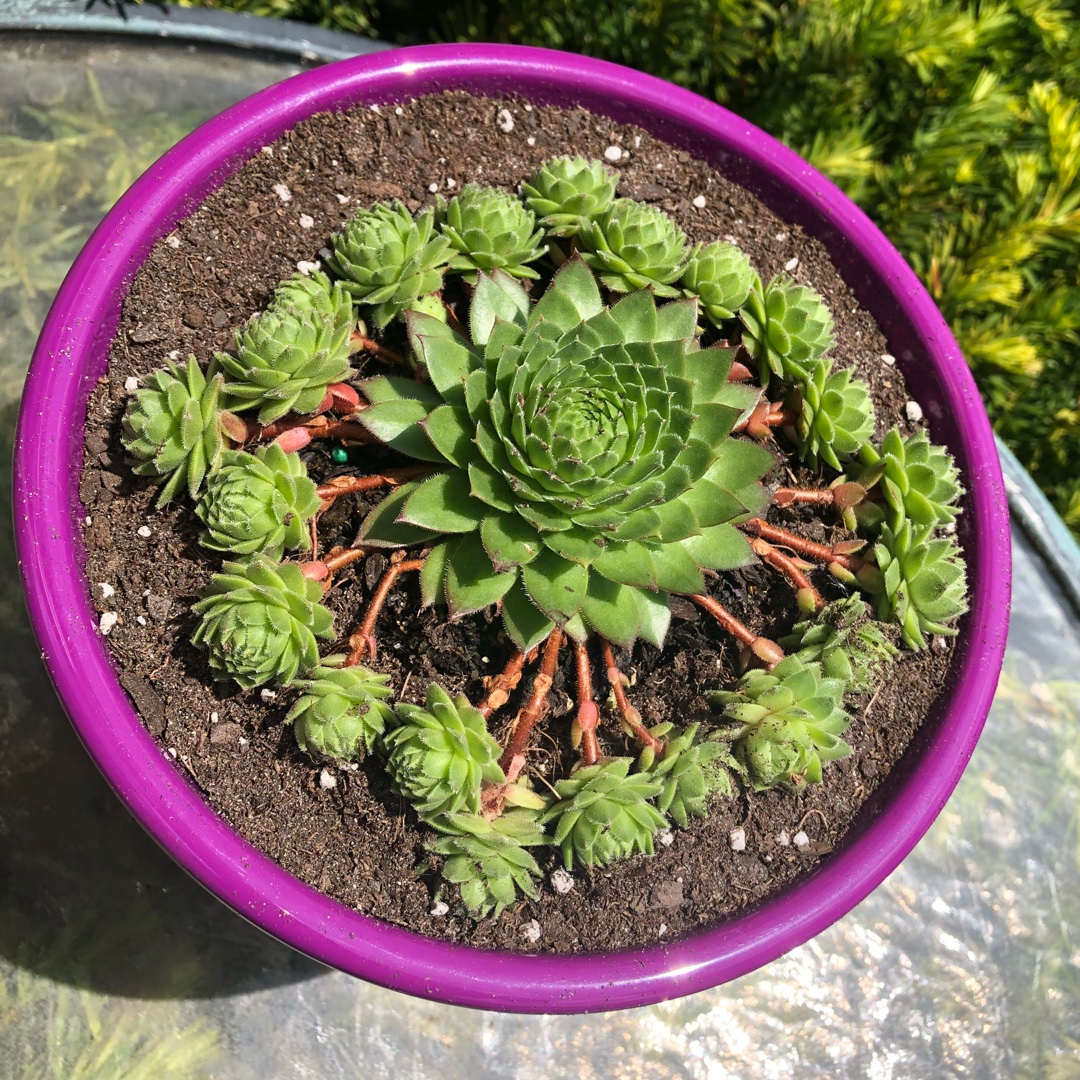 Sempervivum Green Wheel in the GardenTags plant encyclopedia