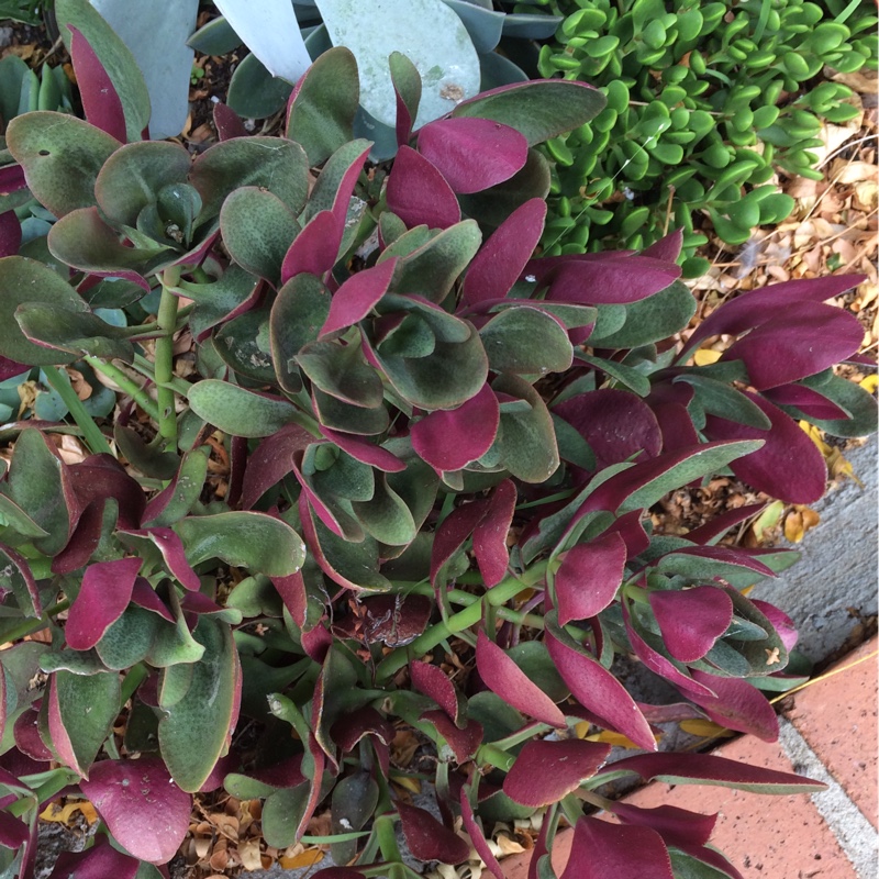 Crassula streyi in the GardenTags plant encyclopedia