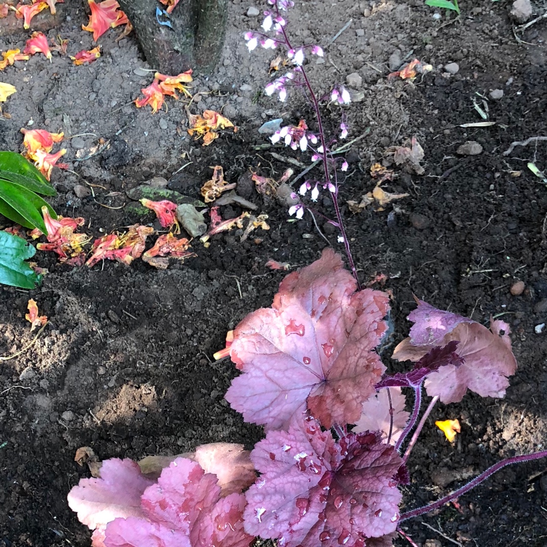 Coral Bells Beaujolais in the GardenTags plant encyclopedia