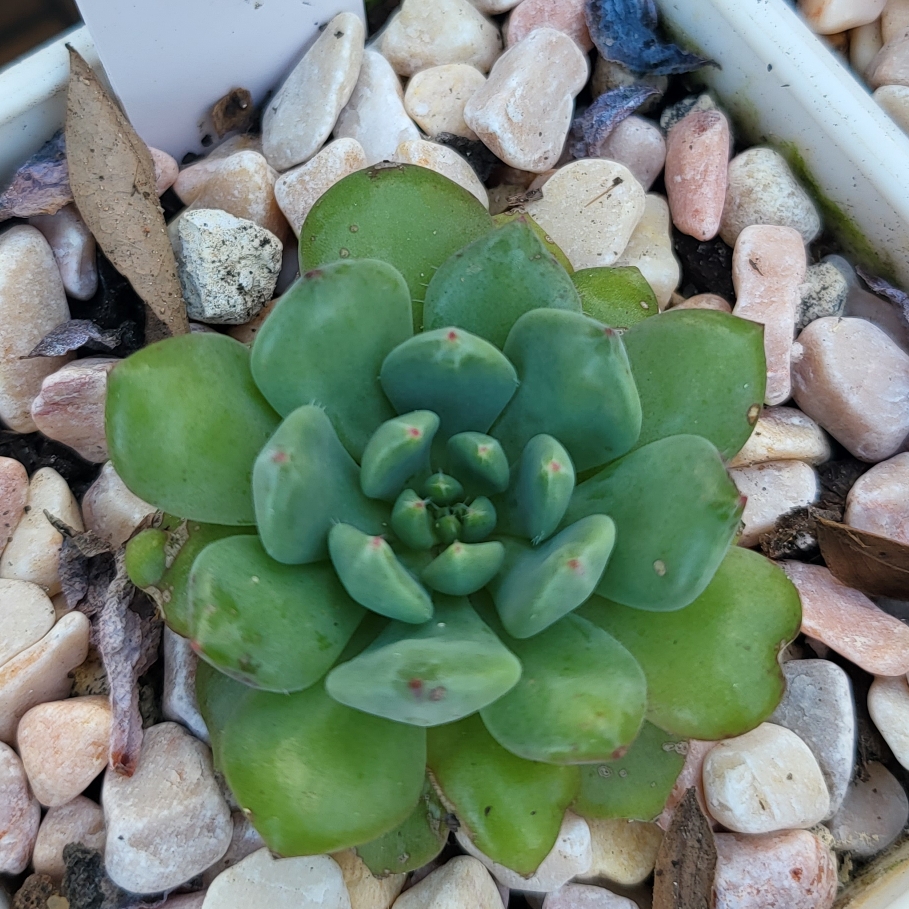 Echeveria Sierra in the GardenTags plant encyclopedia