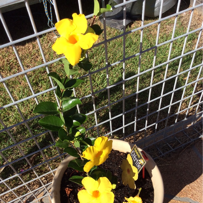 Dipladenia Citrine in the GardenTags plant encyclopedia