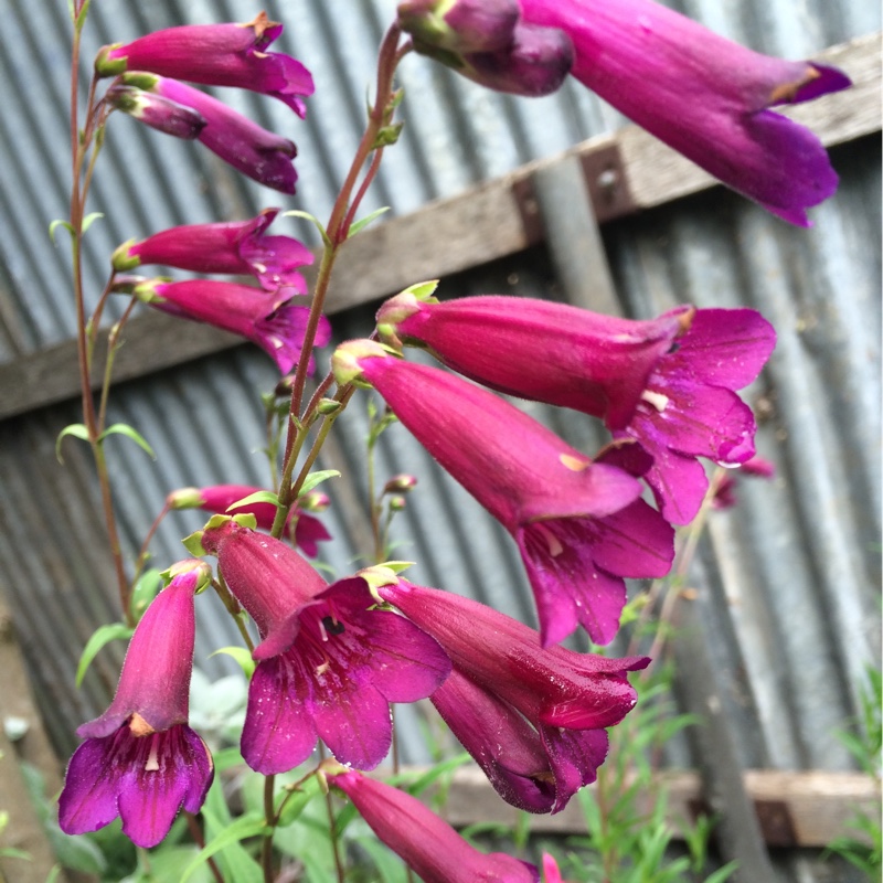 Beartongue Blackbird in the GardenTags plant encyclopedia