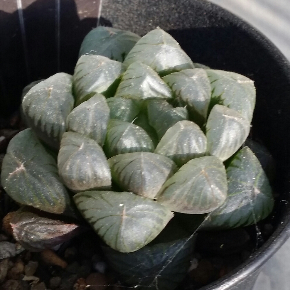 Haworthia  in the GardenTags plant encyclopedia