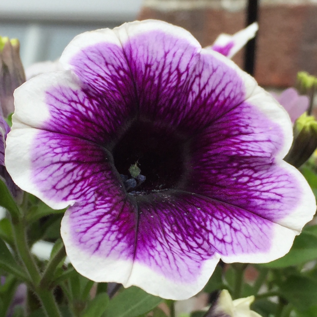 Petunia Purple Halo in the GardenTags plant encyclopedia