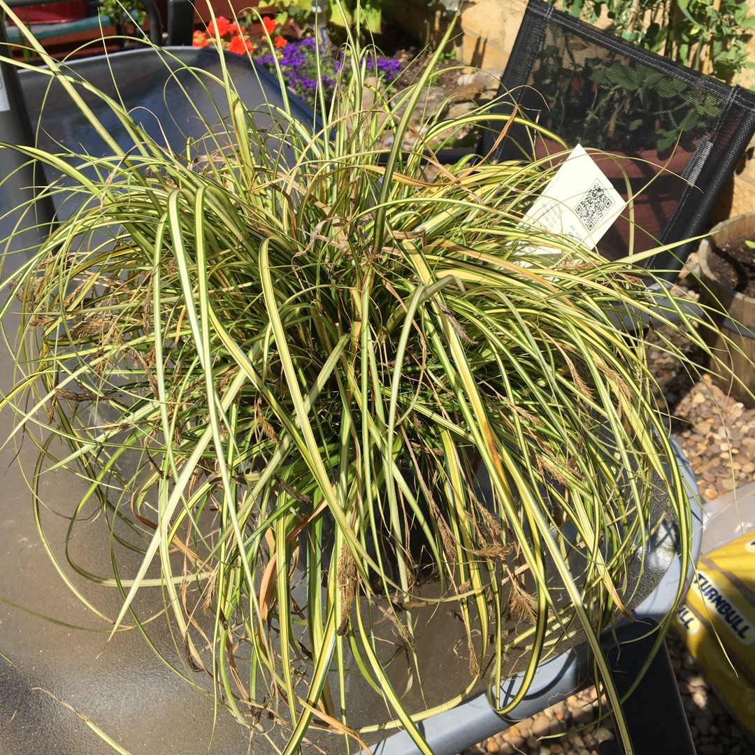 Yellow Variegated Japanese Sedge (Evercolor Series) in the GardenTags plant encyclopedia