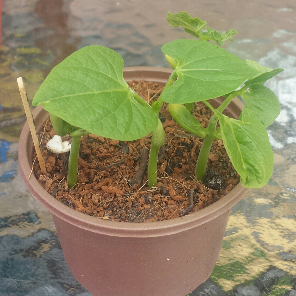 Climbing French Bean Isabel in the GardenTags plant encyclopedia