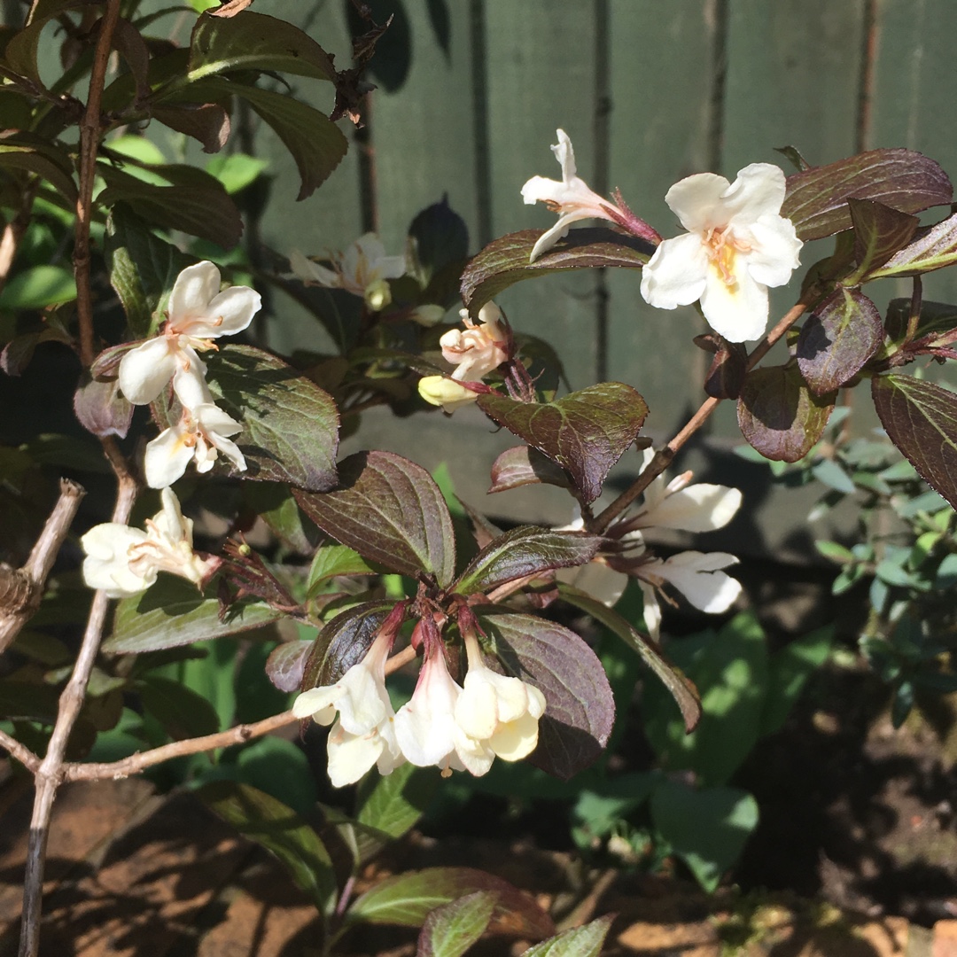 Weigela Ebony and Ivory in the GardenTags plant encyclopedia