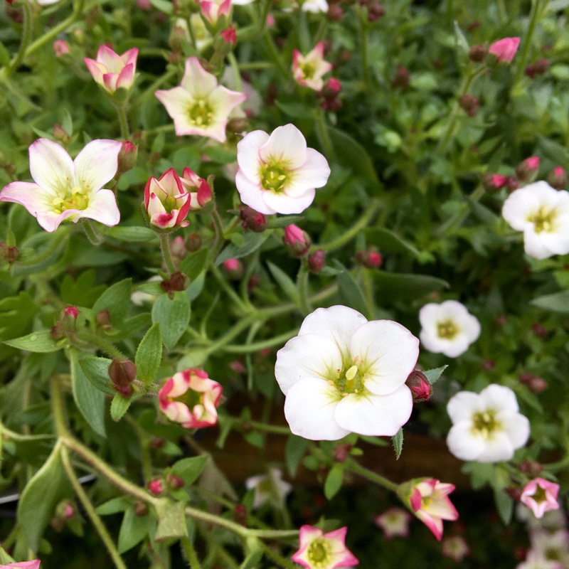 Saxifrage in the GardenTags plant encyclopedia