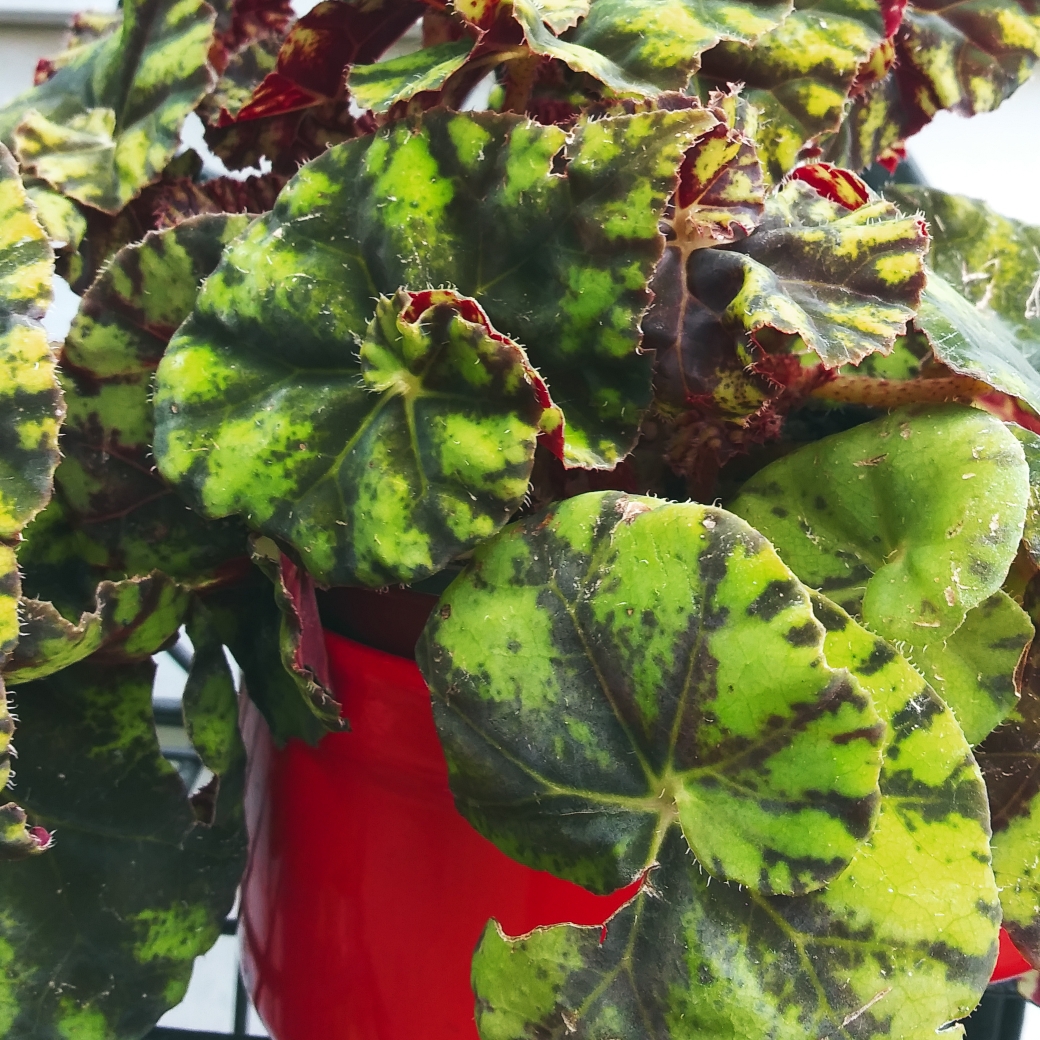 Begonia Bowerae Tiger in the GardenTags plant encyclopedia