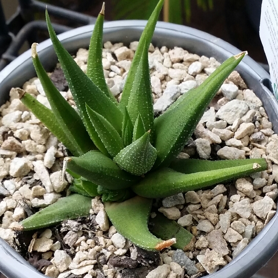 Haworthia  in the GardenTags plant encyclopedia