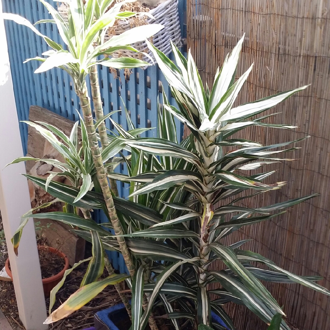 Striped Dracaena in the GardenTags plant encyclopedia