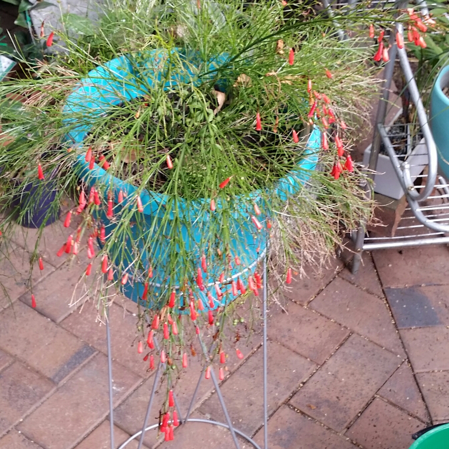 Firecracker Plant Reggae Red Braid in the GardenTags plant encyclopedia