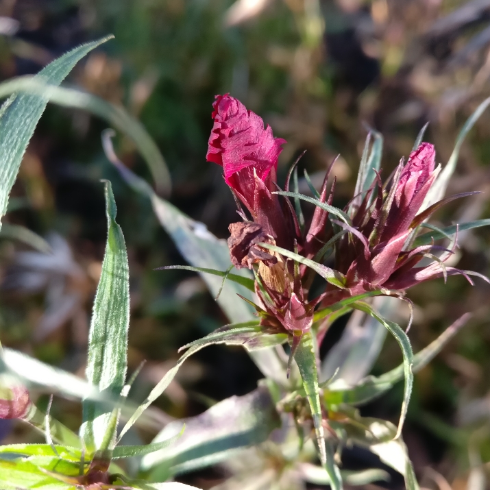 Sweet William Rockin™ Red in the GardenTags plant encyclopedia