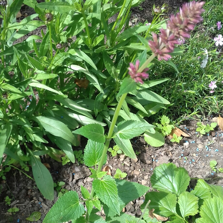 Giant Hyssop Cotton Candy in the GardenTags plant encyclopedia