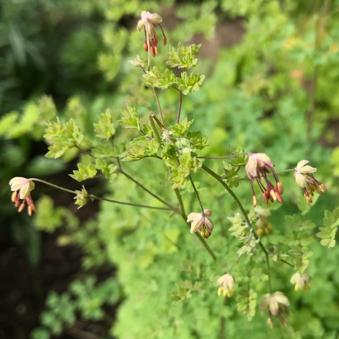 Thalictrum isopyroides in the GardenTags plant encyclopedia