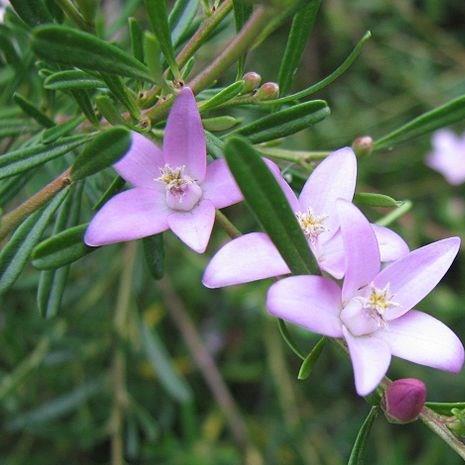 Waxflower in the GardenTags plant encyclopedia