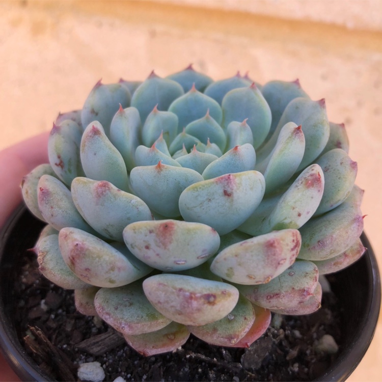 Echeveria Minima White Form in the GardenTags plant encyclopedia