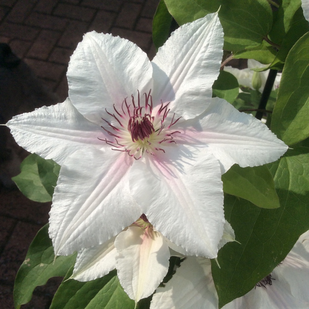 Clematis The Countess Of Wessex™ in the GardenTags plant encyclopedia