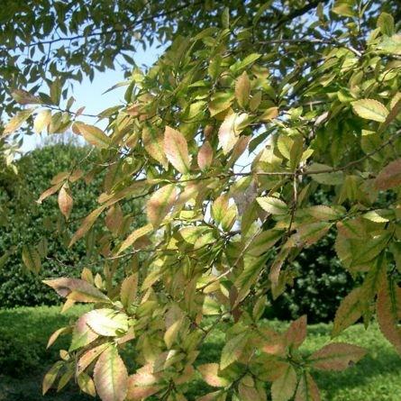 Chinese Elm in the GardenTags plant encyclopedia