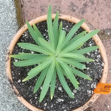 Tabaiba Majorera in the GardenTags plant encyclopedia