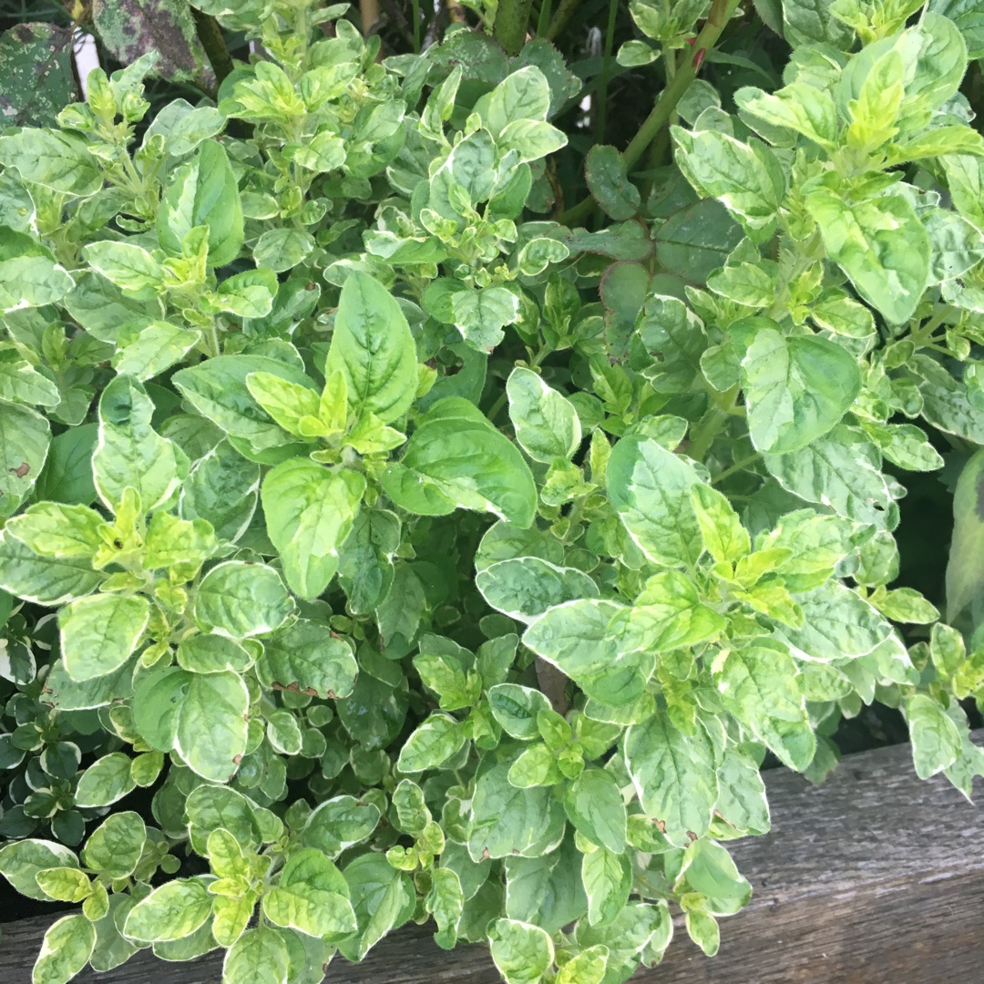 Oregano Country Cream in the GardenTags plant encyclopedia