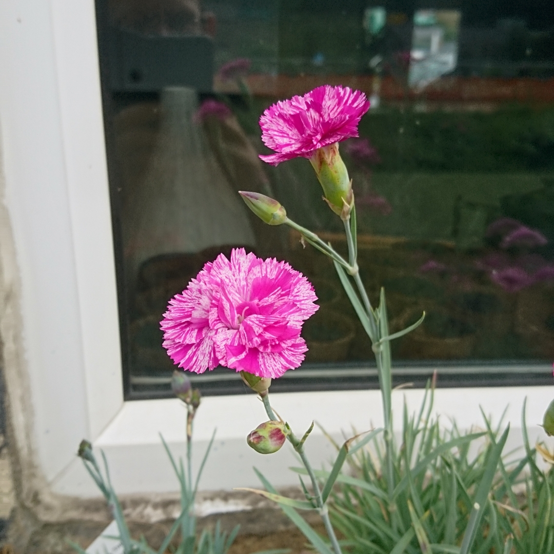 Garden Pink Cosmic Swirl in the GardenTags plant encyclopedia