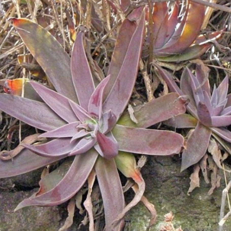 Echeveria Chiclensis in the GardenTags plant encyclopedia