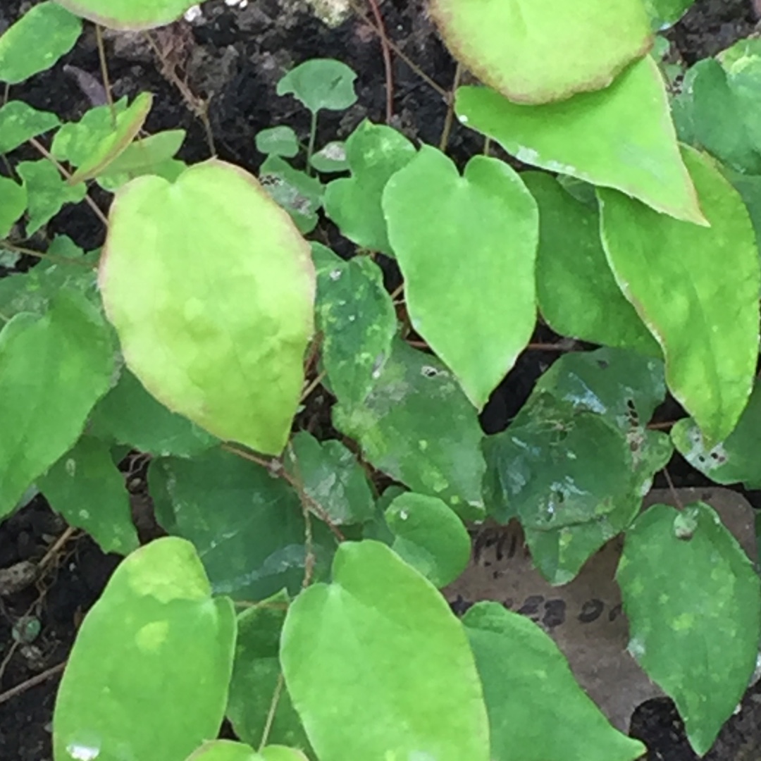 Barrenwort Akebono in the GardenTags plant encyclopedia