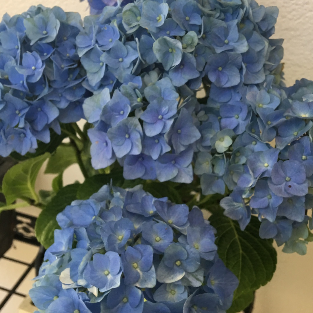 Hydrangea Blue Danube in the GardenTags plant encyclopedia