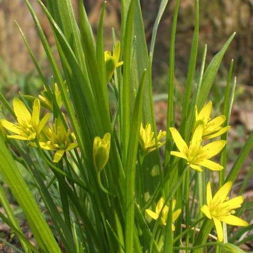 Yellow Star of Bethlehem in the GardenTags plant encyclopedia