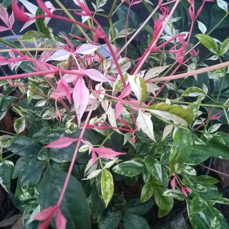 Sacred Bamboo Twilight in the GardenTags plant encyclopedia